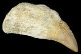 Fossil Rooted Mosasaur (Platecarpus) Tooth - Morocco #174300-1